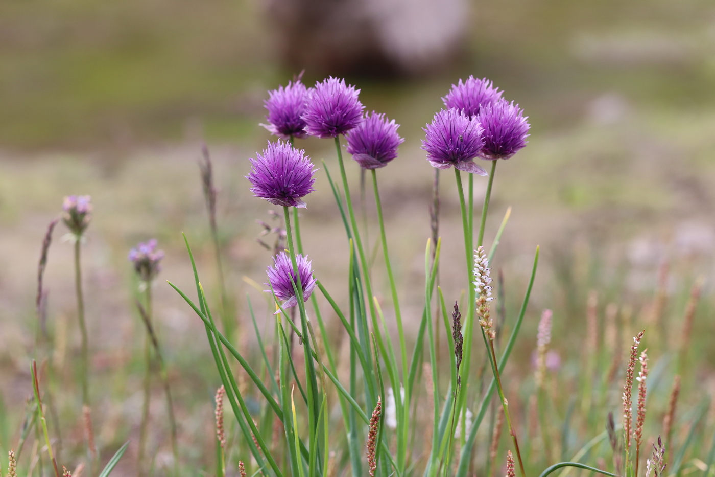 Image of Allium schoenoprasum specimen.