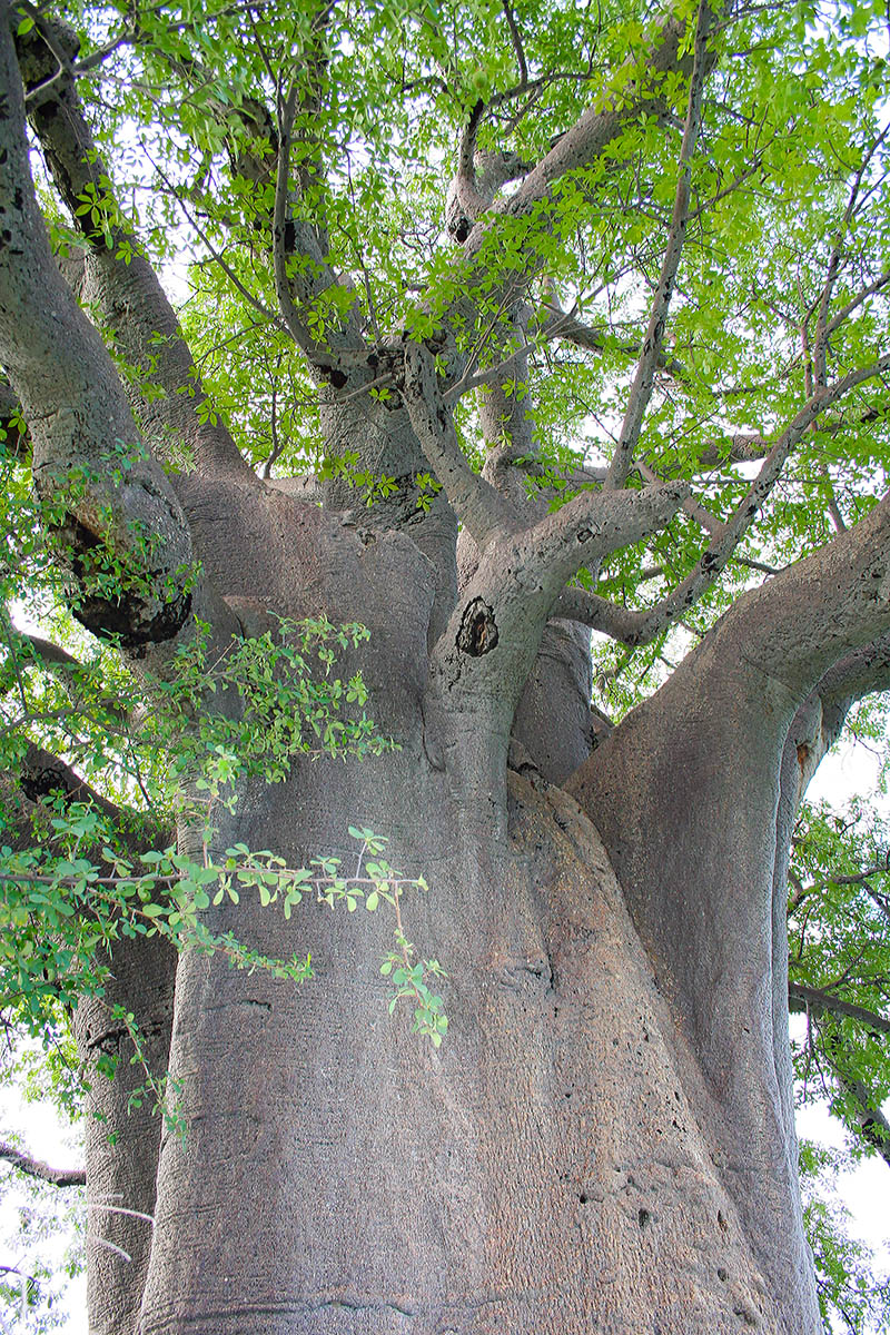 Image of Adansonia digitata specimen.