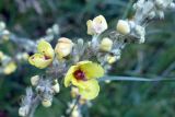 Verbascum marschallianum. Часть соцветия. Крым, склон горы Ю. Демерджи. 16.07.2021.