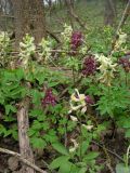 Corydalis caucasica