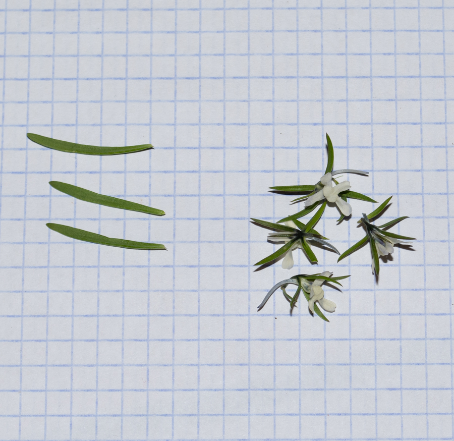Image of Linaria chalepensis specimen.