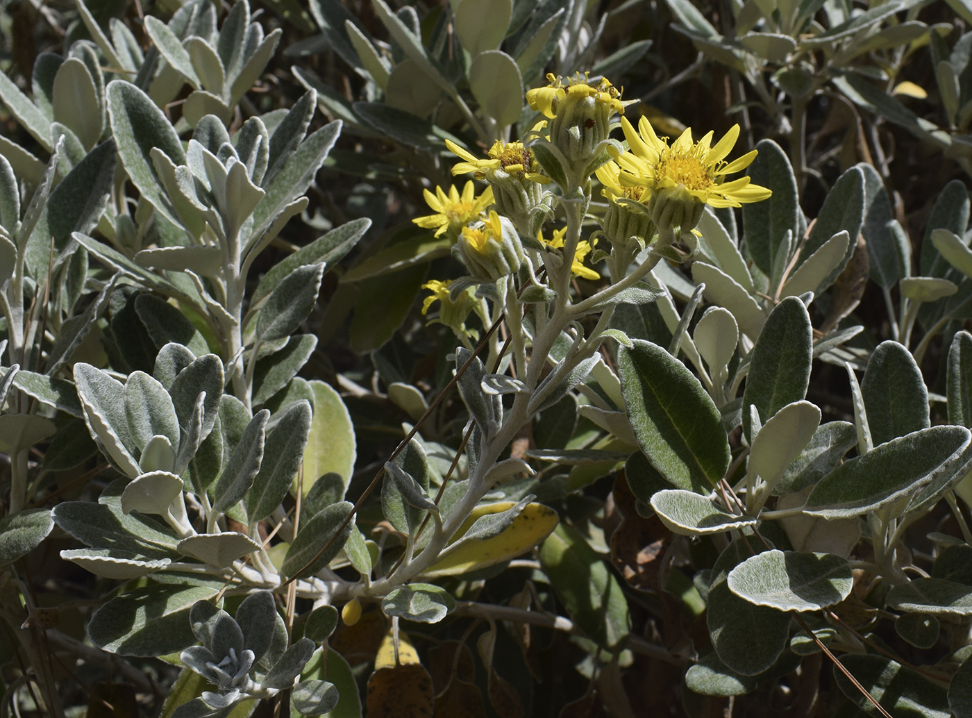 Image of genus Brachyglottis specimen.