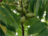 Juglans mandshurica
