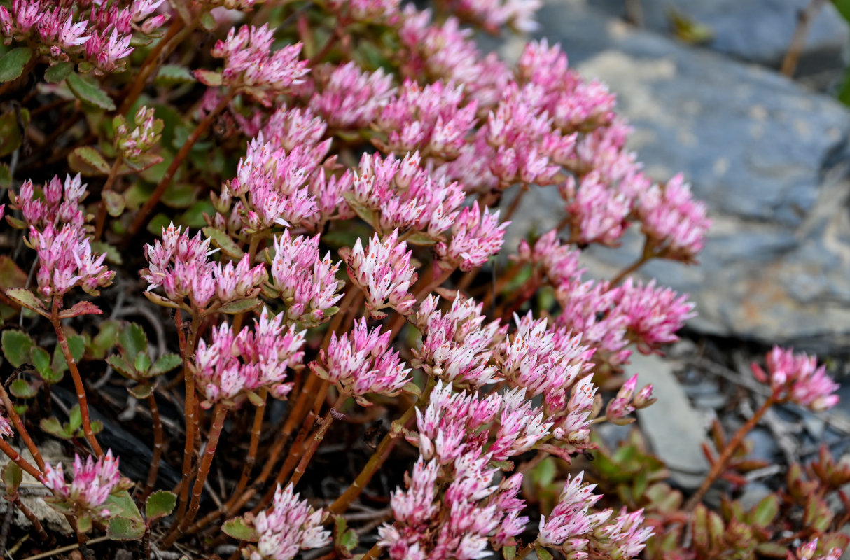 Image of Sedum oppositifolium specimen.