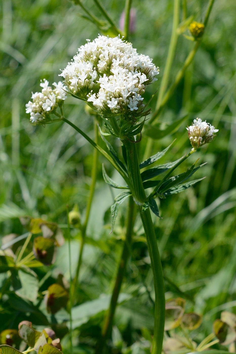 Изображение особи род Valeriana.