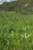 Cirsium heterophyllum. Цветущие растения. Мурманская обл., Кольский р-н, 1446 км автодороги Р-21 \"Кола\" (Печенгская дорога), окр. Пьяного озера, долина между невысоких сопок, сырой разнотравно-злаковый лужок с берёзами (Betula) у ручейка. 01.08.2022.