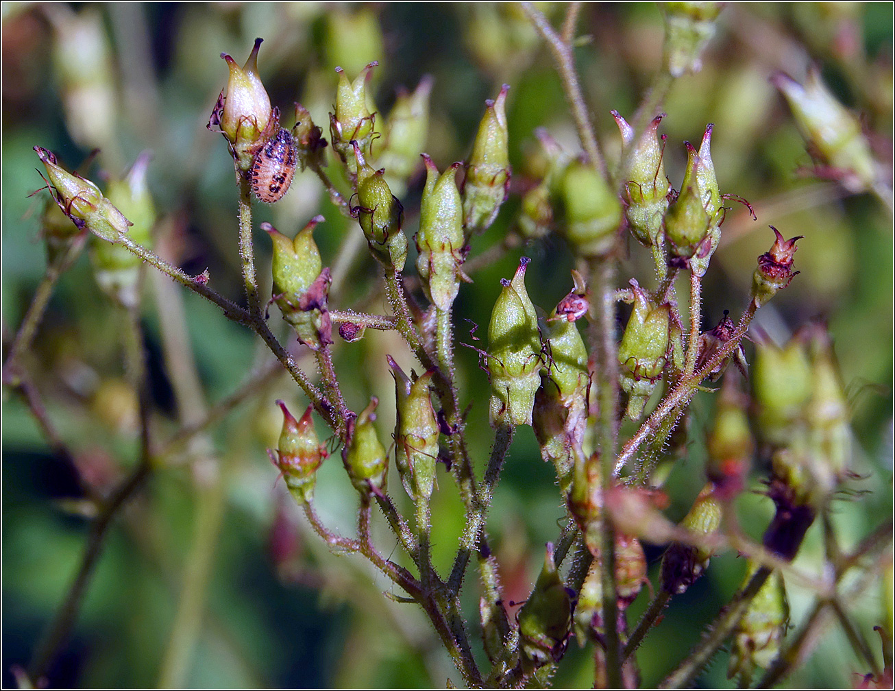 Image of Saxifraga umbrosa specimen.