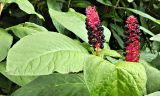 Phytolacca acinosa. Зрелые соплодия и листья. Франция, регион О-де-Франс, департамент Нор, г. Лилль, ботанич. сад Jardin des Plantes. Август.