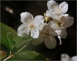 Philadelphus tenuifolius