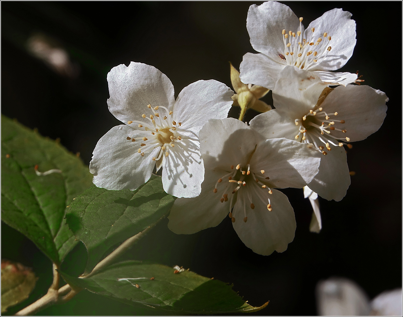 Изображение особи Philadelphus tenuifolius.