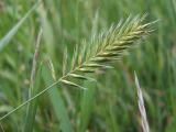 Agropyron pectinatum. Соцветие. Магаданская обл., г. Магадан, обочина дороги, \"дикий газон\". 31.07.2022.