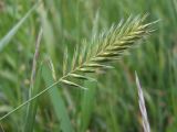 Agropyron pectinatum