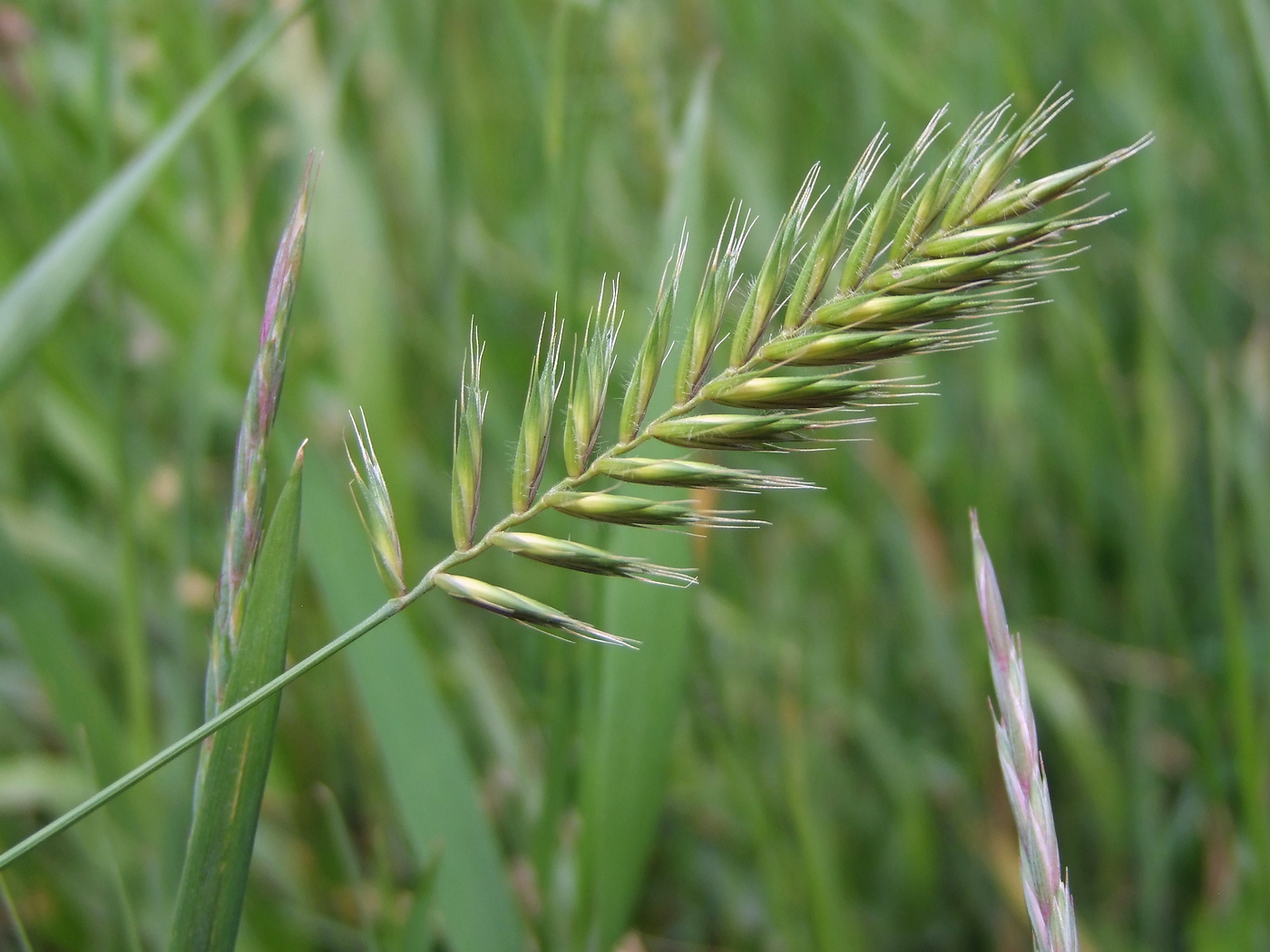 Изображение особи Agropyron pectinatum.