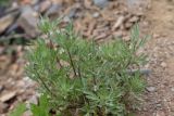 Artemisia vulgaris