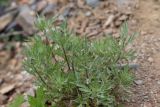 Artemisia vulgaris. Бутонизирующее растение. Республика Алтай, Кош-Агачский р-н, Северо-Чуйский хр., верховье р. Актру, у тропы на перевал Учитель. 08.07.2022.