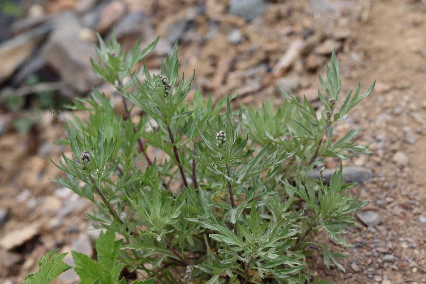 Изображение особи Artemisia vulgaris.