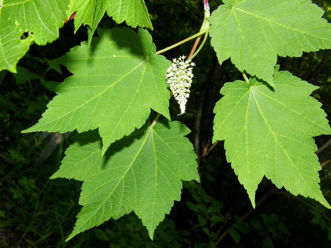 Image of Acer ukurunduense specimen.