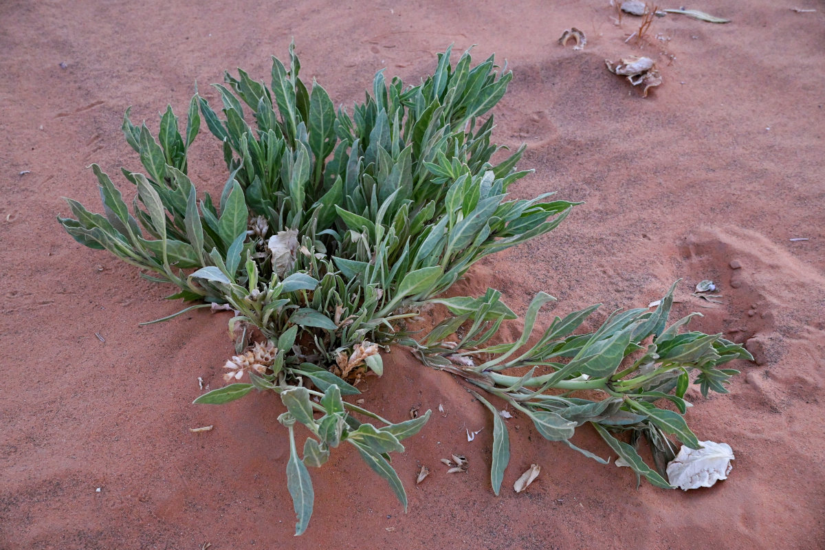 Image of Hyoscyamus muticus specimen.