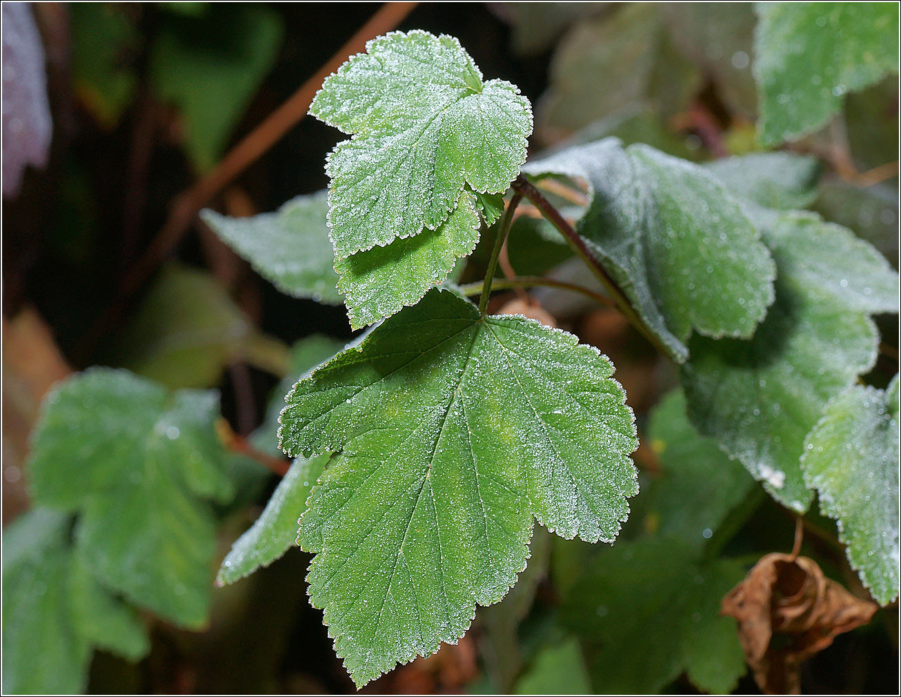 Image of Physocarpus opulifolius specimen.