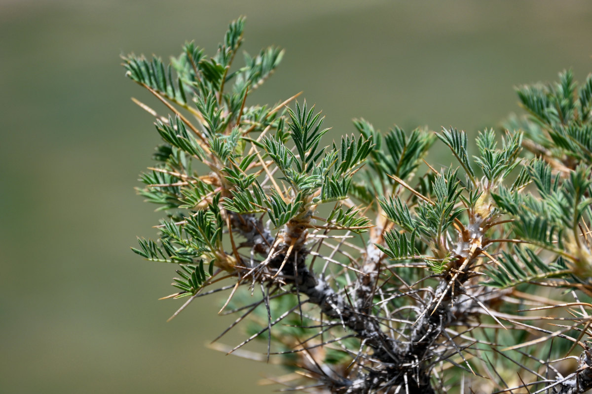 Изображение особи Astragalus microcephalus.