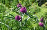 Trifolium alpestre
