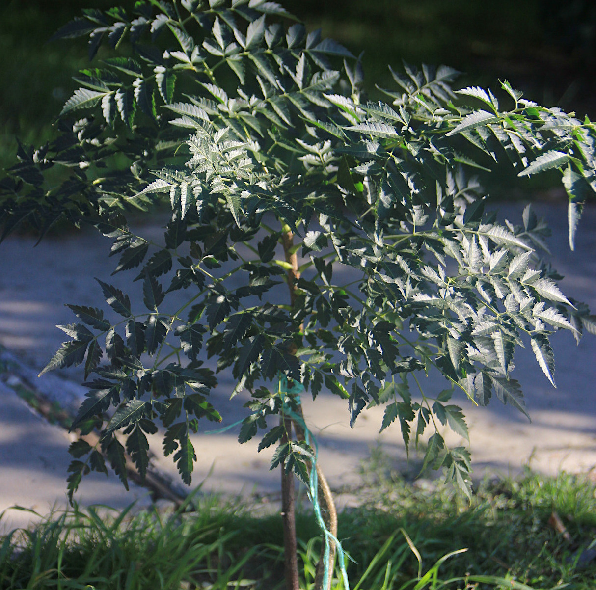 Image of Melia azedarach specimen.