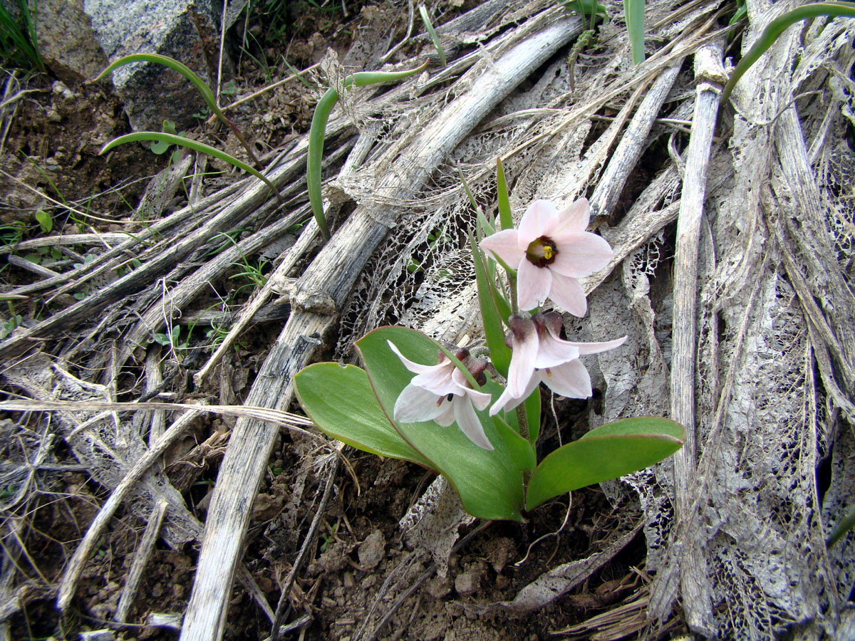 Изображение особи Rhinopetalum stenantherum.