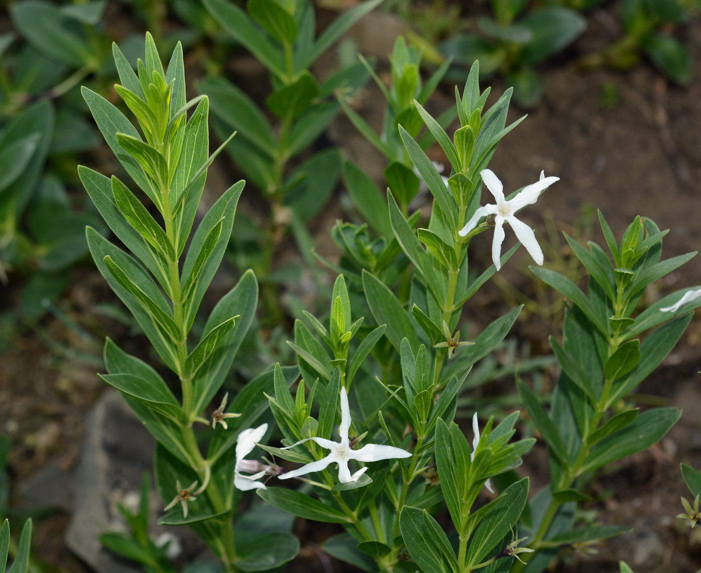 Изображение особи Vinca erecta.