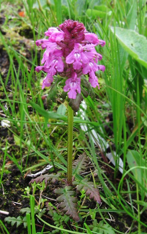 Изображение особи Pedicularis verticillata.