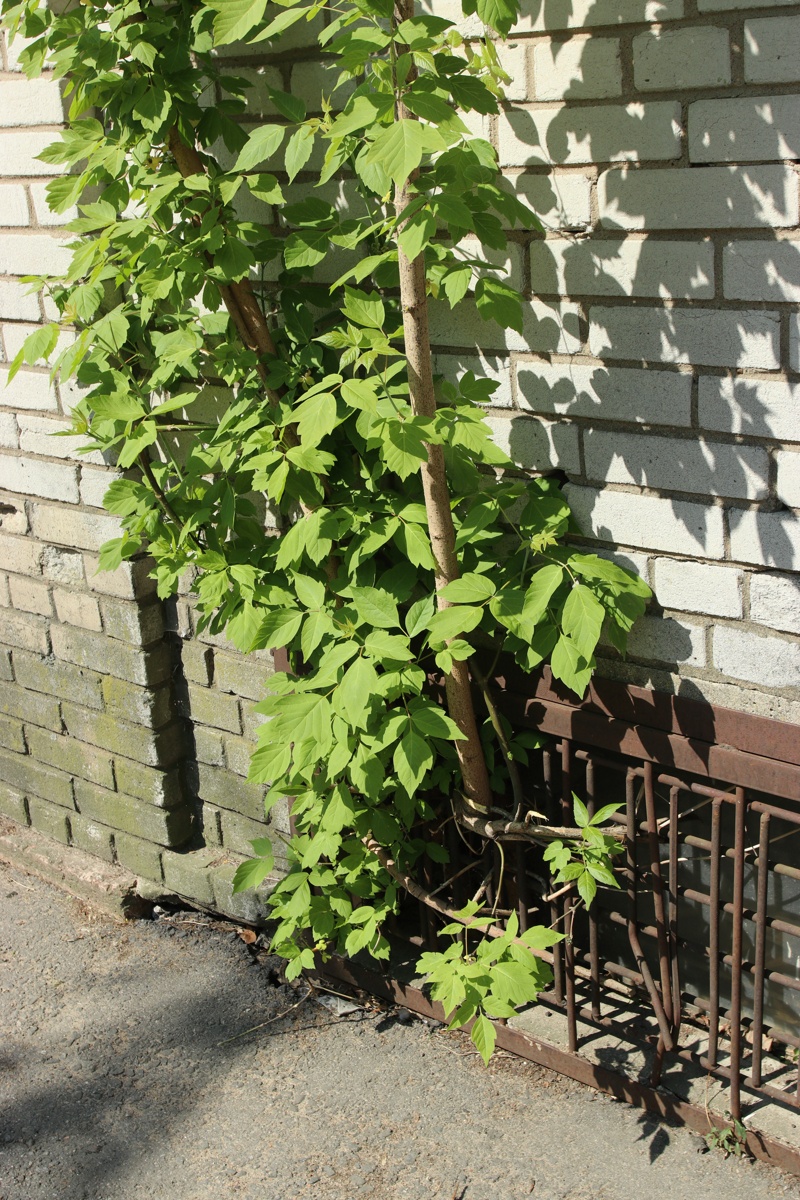 Image of Acer negundo specimen.