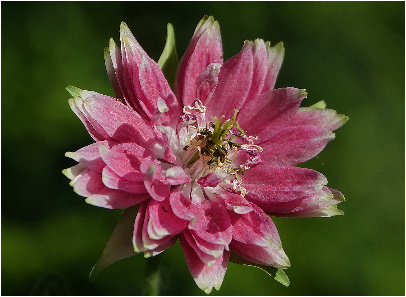 Изображение особи Aquilegia vulgaris var. stellata.