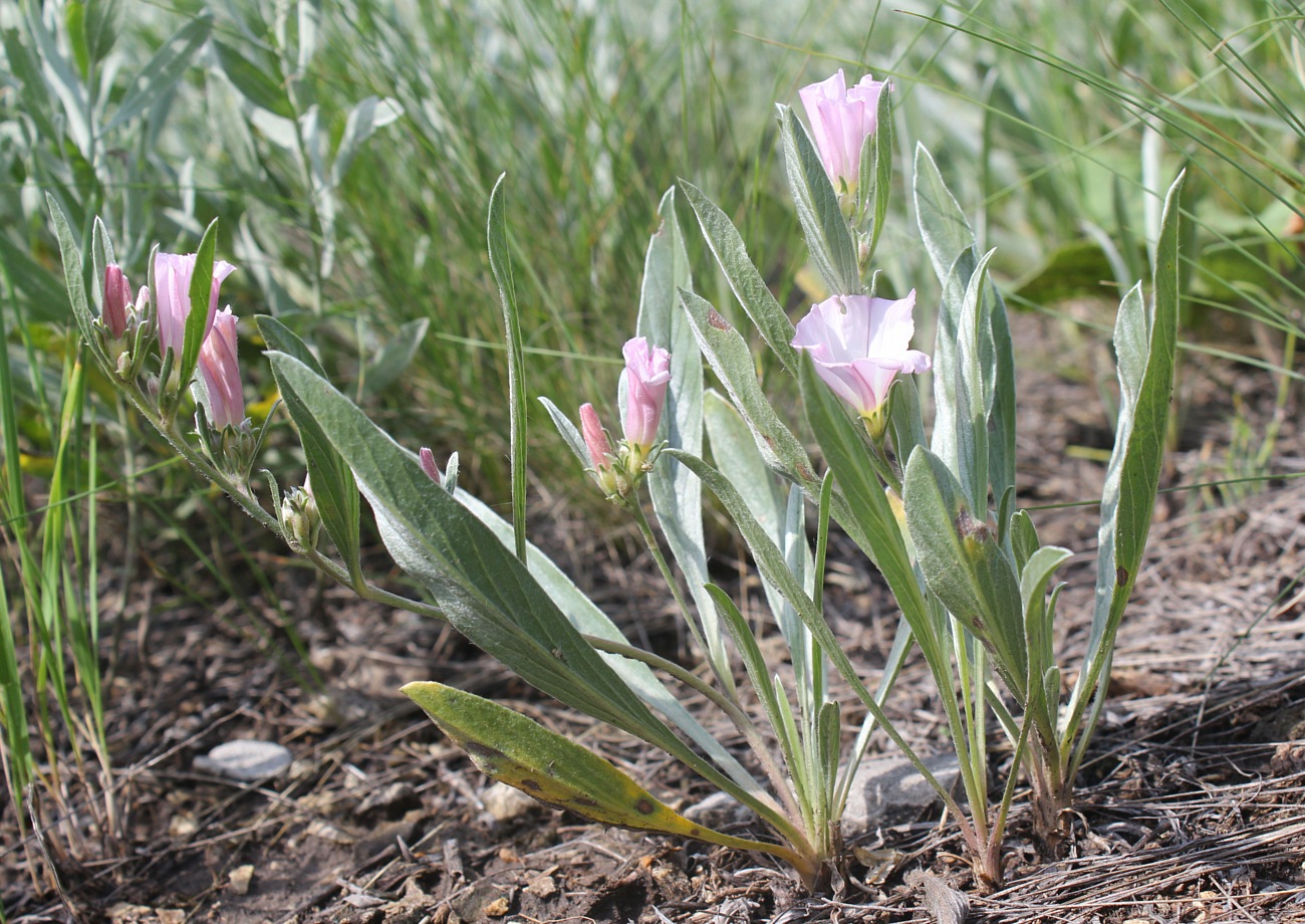 Изображение особи Convolvulus lineatus.