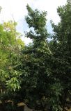 Lauro-cerasus officinalis. Взрослое дерево на аллее. Болгария, г. Бургас, Приморский парк, в культуре. 16.09.2021.