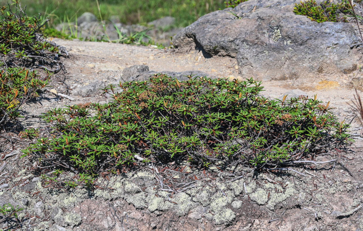 Изображение особи Ledum hypoleucum.