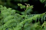 Pteridium tauricum. Верхушка разворачивающейся вайи. Грузия, Имеретия, окр. водопада Кинчха, опушка широколиственного леса. 15.06.2023.