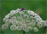 Angelica sylvestris