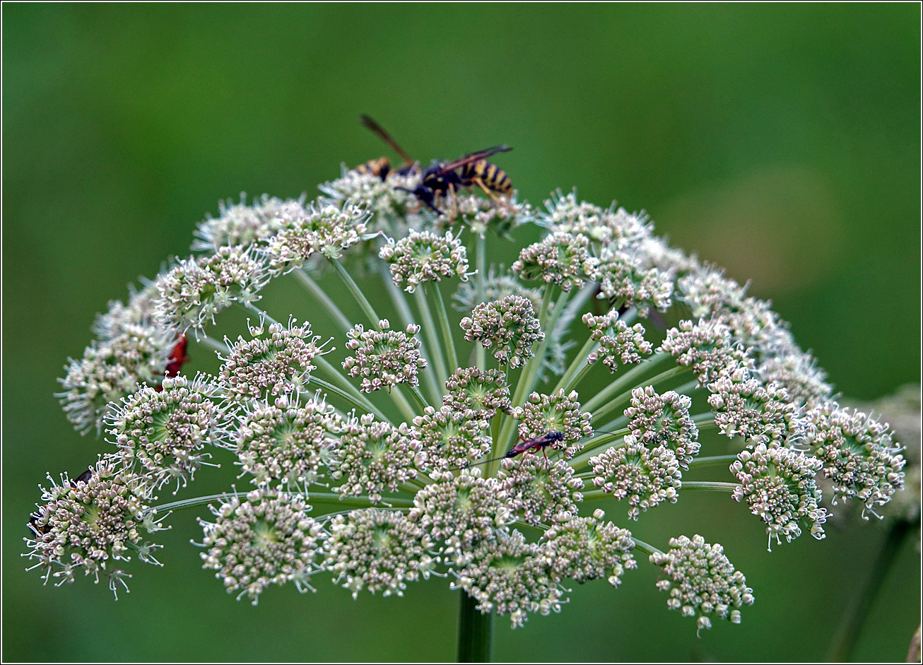 Изображение особи Angelica sylvestris.