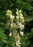 Aconitum barbatum