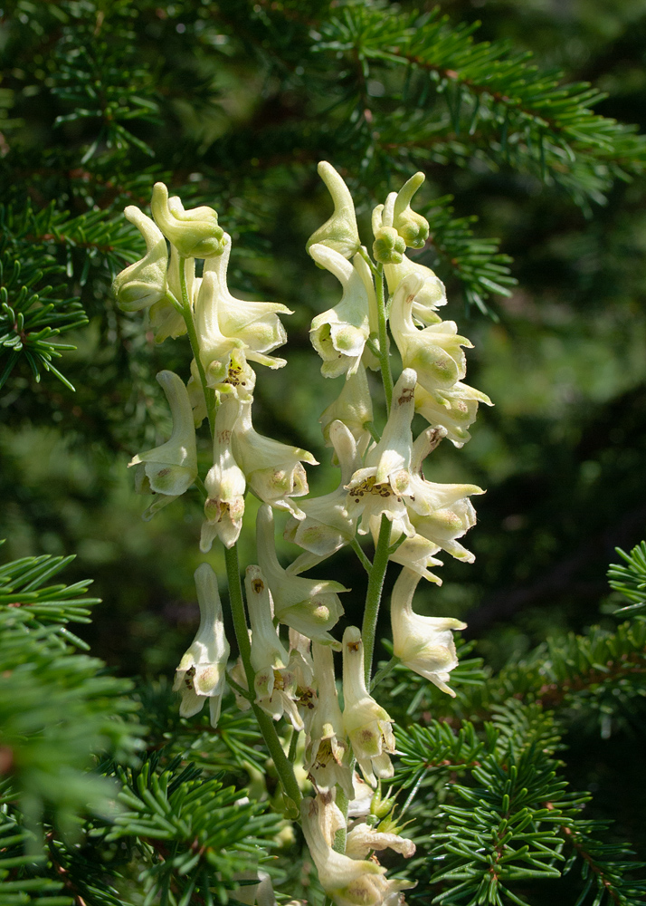 Изображение особи Aconitum barbatum.