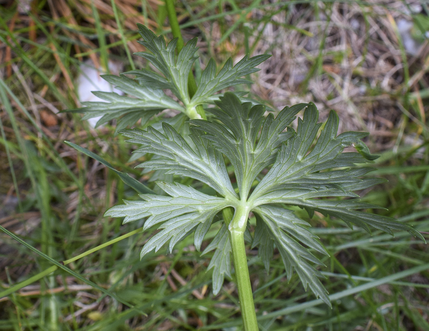 Изображение особи Trollius europaeus.