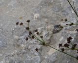 Juncus articulatus. Верхушка плодоносящего растения. Чечня, Шаройский р-н, долина р. Цесиахк, 1 км ниже водопада Цеси. 11 августа 2023 г.