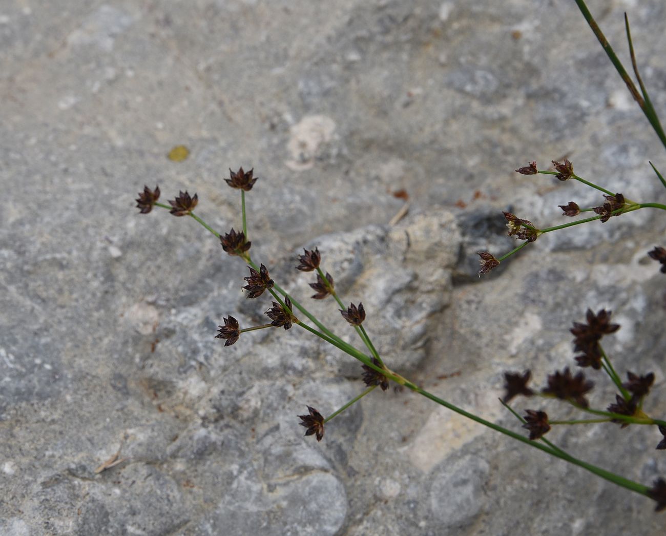 Изображение особи Juncus articulatus.