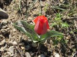 Tulipa greigii