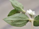 Gomphrena celosioides. Верхушка побега с листом (вид на абаксиальную поверхность). Таиланд, Бангкок, Донмыанг, жилой квартал, заросший газон. 11.09.2023.