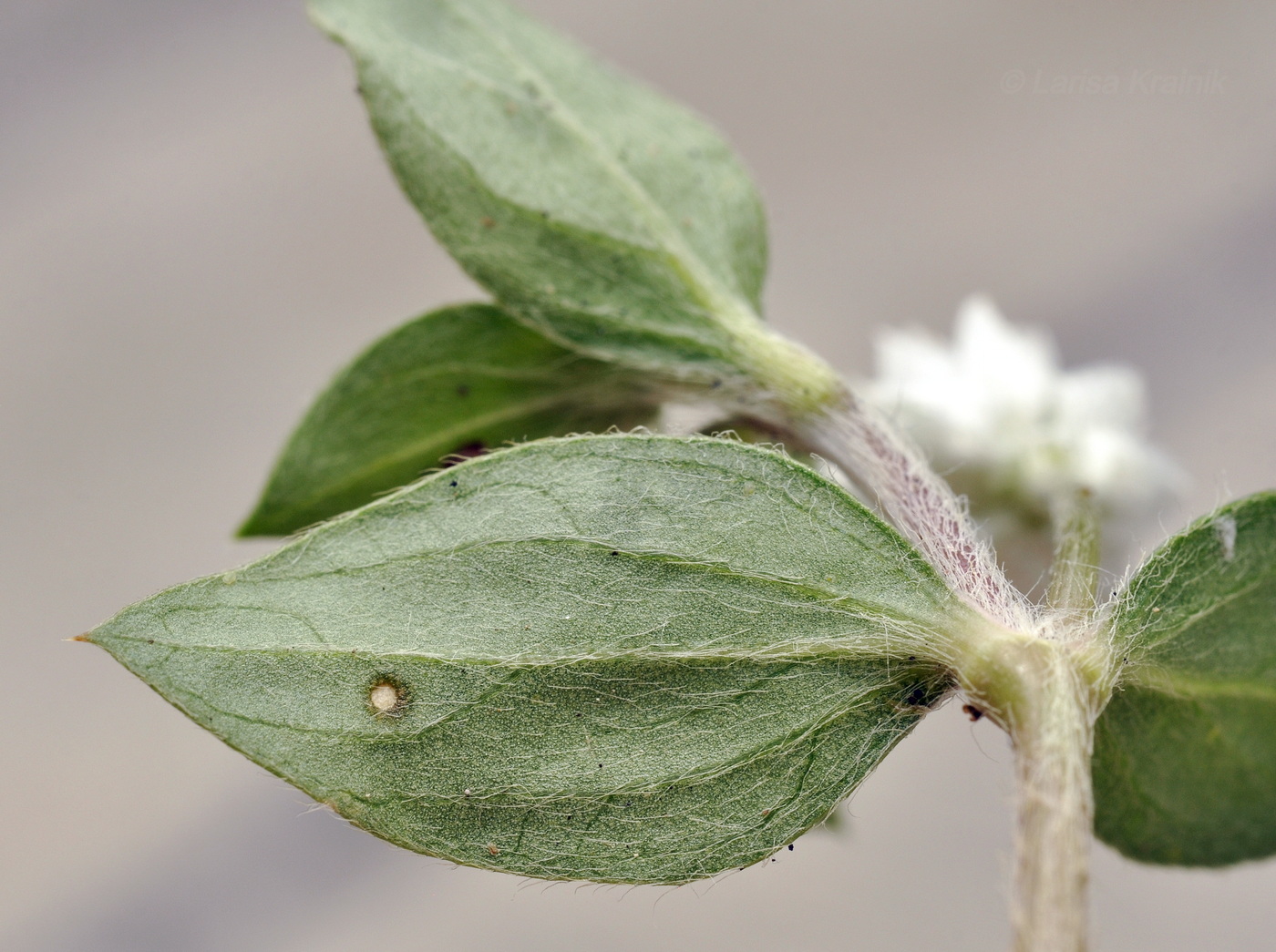 Image of Gomphrena celosioides specimen.