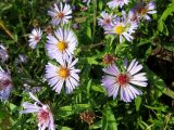 Symphyotrichum novi-belgii. Соцветия. Томск, между пос. Новый и мкр. Зелёные горки, заброшенный садовый участок. 21.09.2016.