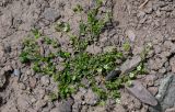 Arenaria rotundifolia. Цветущее растение. Киргизия, Ошская обл., Памир, Заалайский хр., гребень пика Петровского, ≈ 4000 м н.у.м., осыпающийся каменистый склон. 05.07.2022.