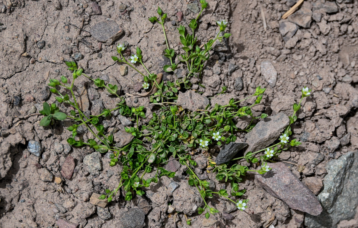 Изображение особи Arenaria rotundifolia.