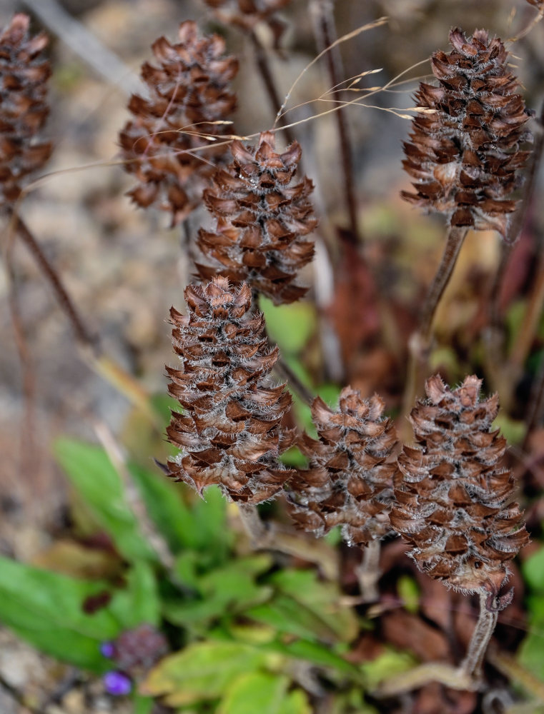 Изображение особи Prunella japonica.