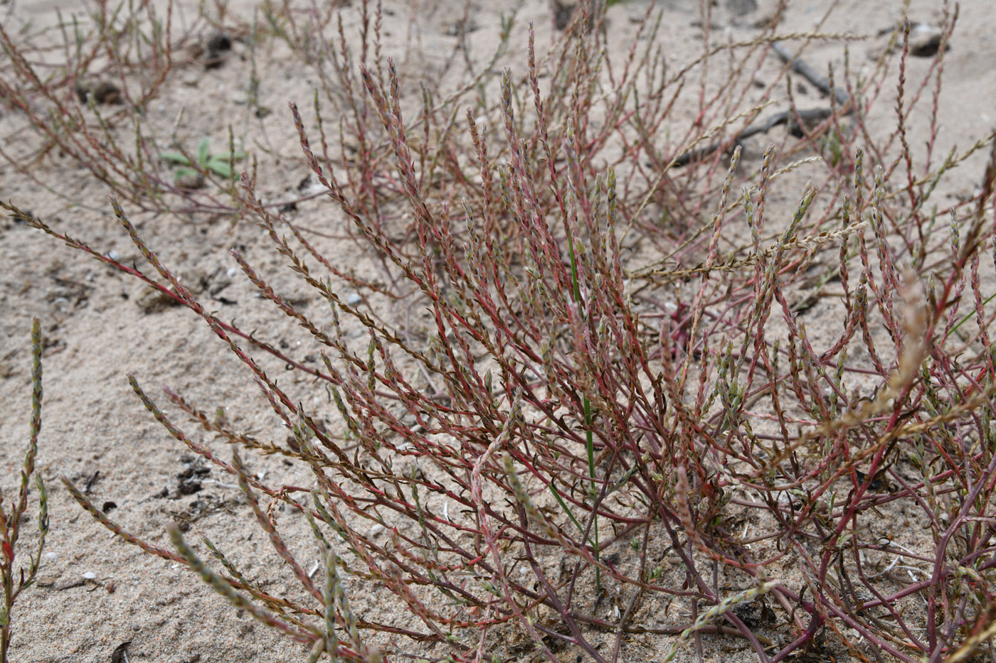 Image of genus Corispermum specimen.